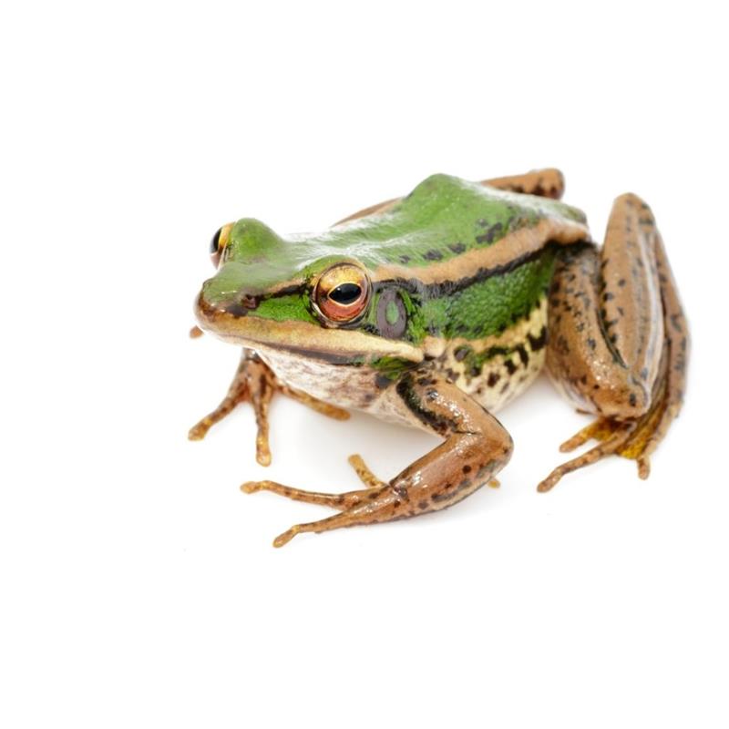 Broasca Rana erythraea - imagine 3